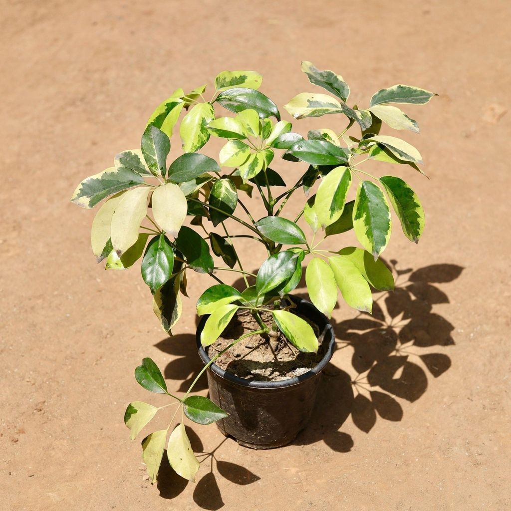 Buy Schefflera High Colour In 6 Inch Plastic Pot Online | Urvann.com Schefflera High Colour in 6 Inch Nursery Pot