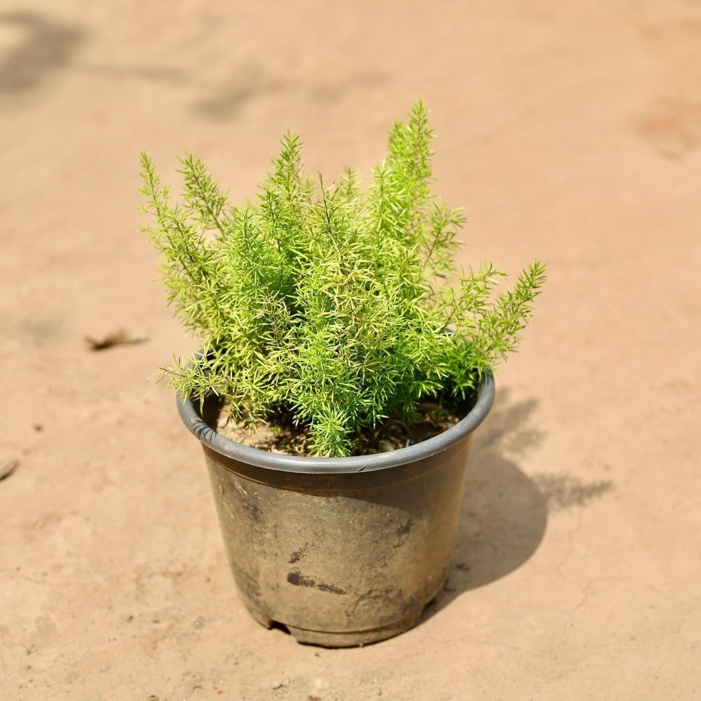 Buy Asparagus Mary In 6 Inch Plastic Pot Online | Urvann.com Asparagus Mary in 6 Inch Nursery Pot