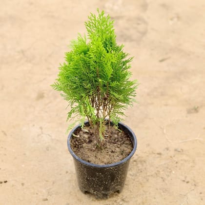 Buy Morpankhi English in 6 Inch Plastic Pot Online | Urvann.com