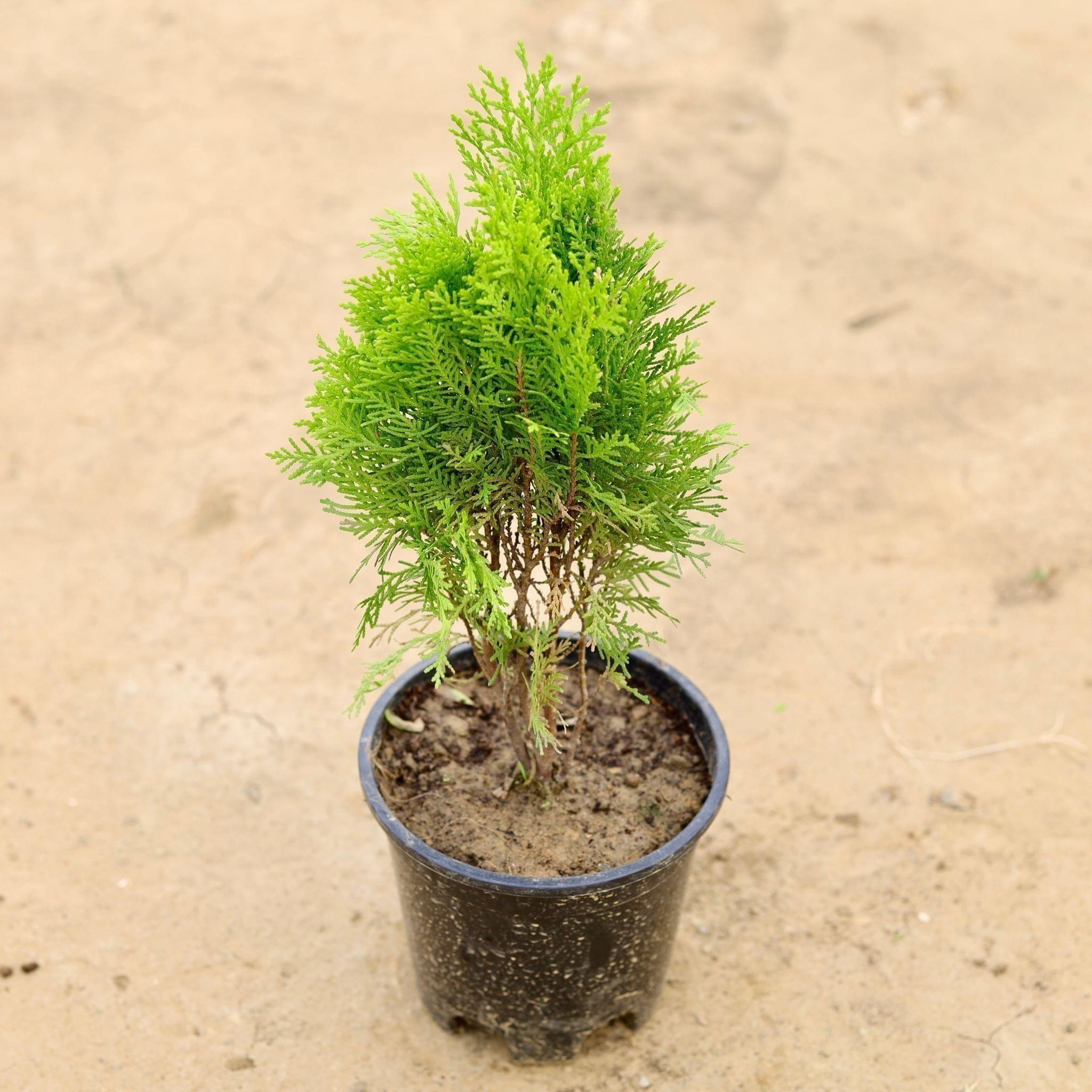 Morpankhi English in 6 Inch Nursery Pot