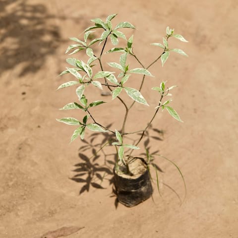 Chandni Variegated in 5 Inch Nursery Bag