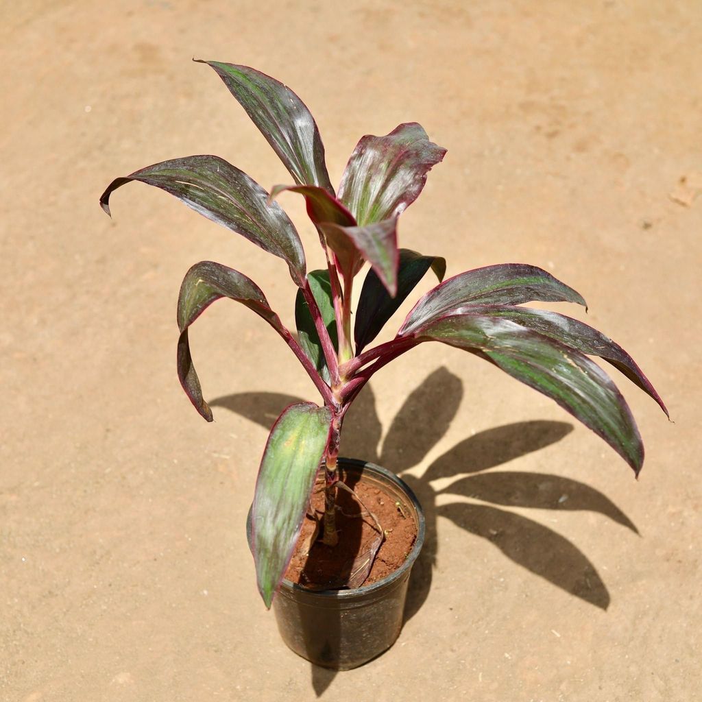 Buy Dracaena Ruby In 6 Inch Plastic Pot Online | Urvann.com Dracaena Ruby in 6 Inch Nursery Pot