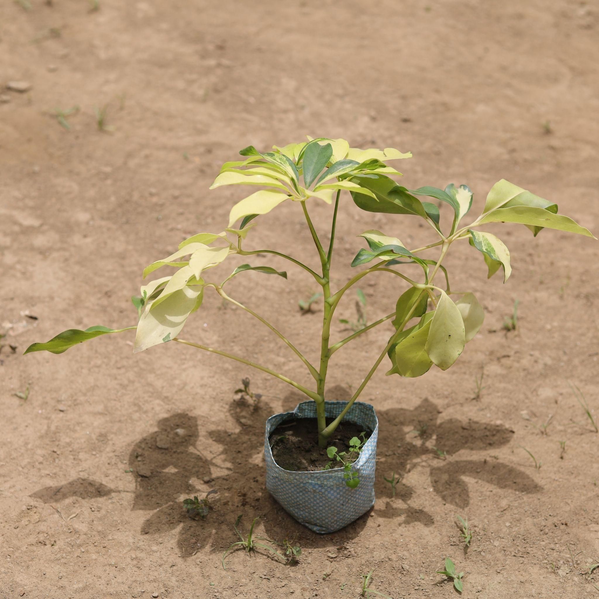 Schefflera Brassia in 4 Inch Nursery Bag