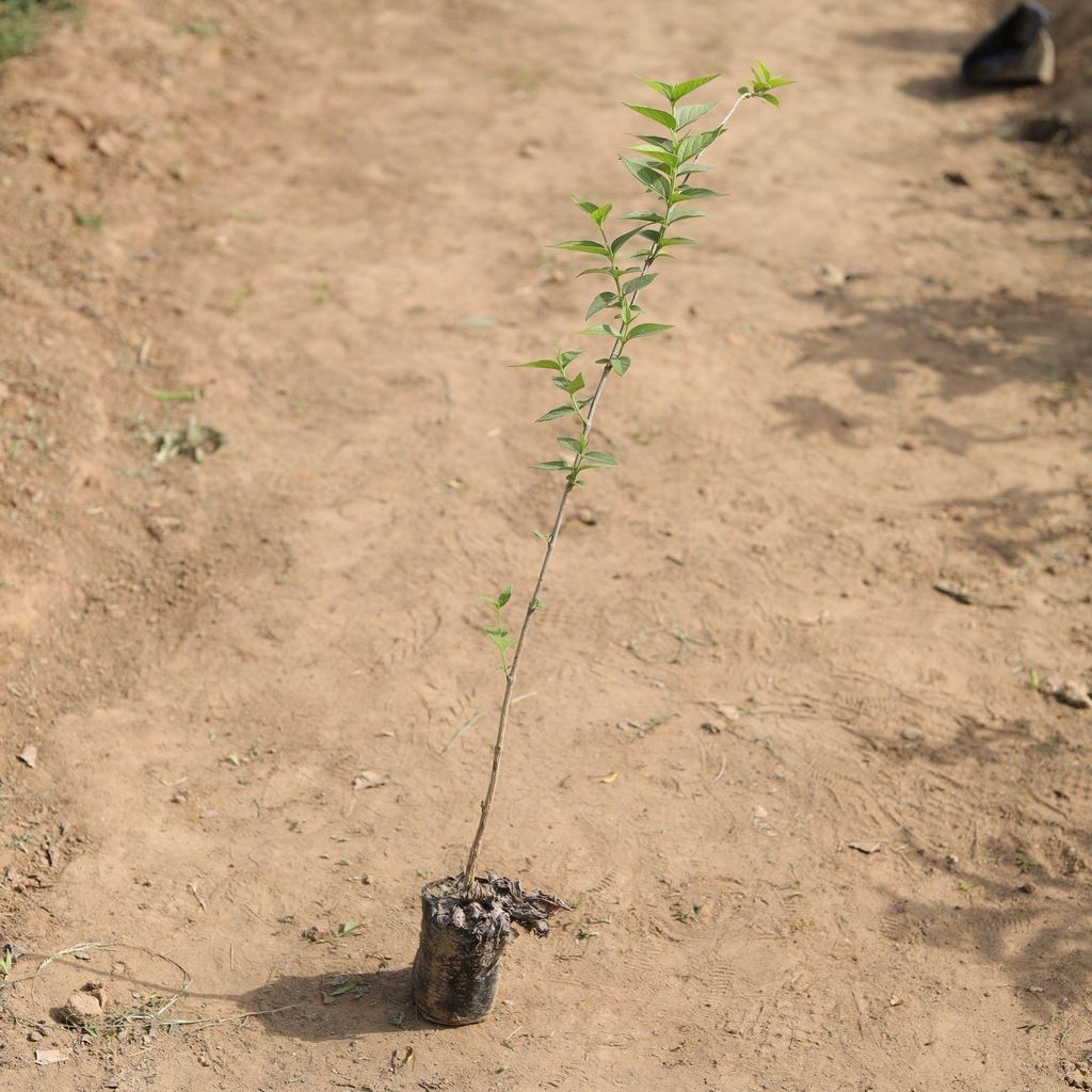 Harsingar / Parijat Plant (any colour) in 4 Inch Nursery Bag