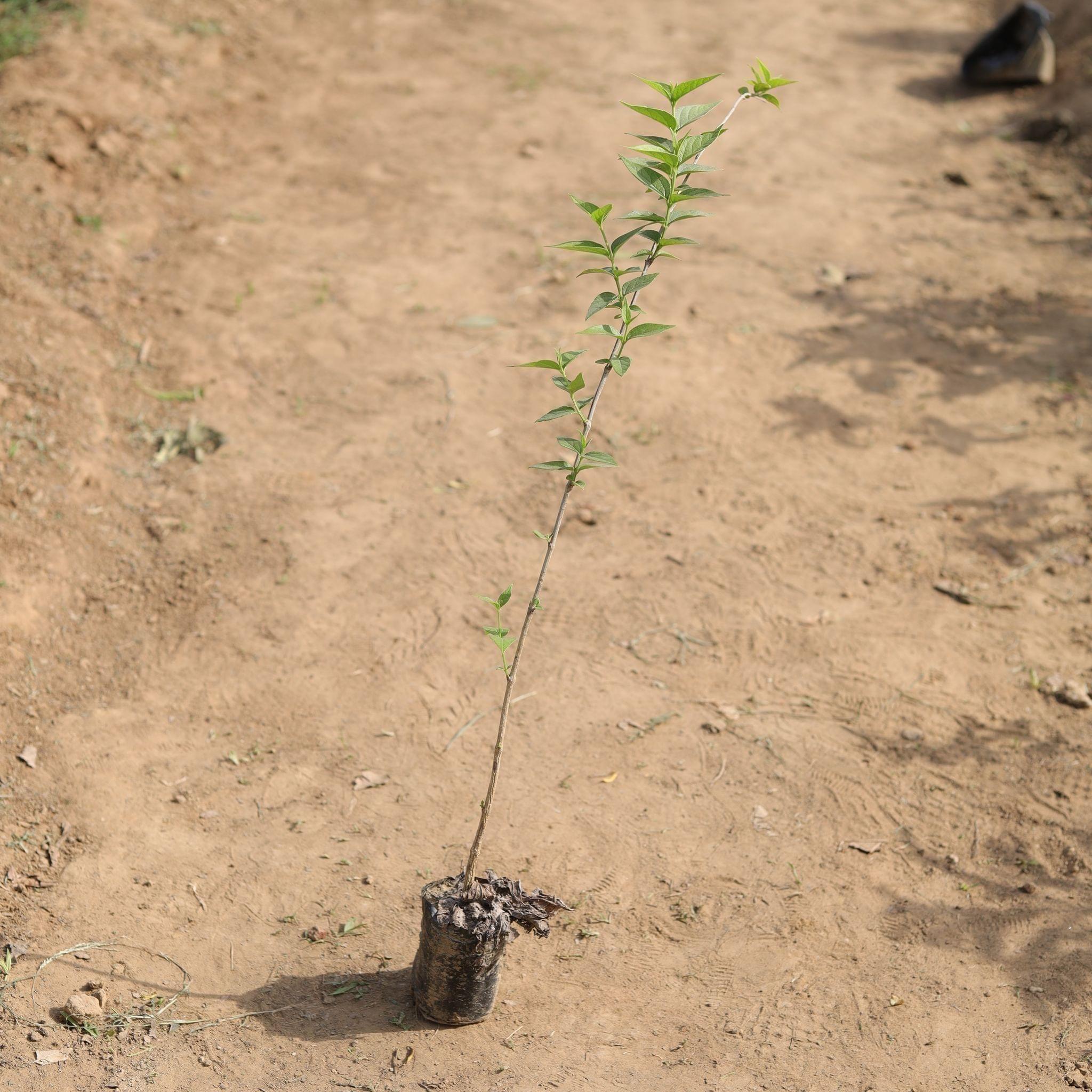 Harsingar / Parijat Plant (any colour) in 4 Inch Nursery Bag