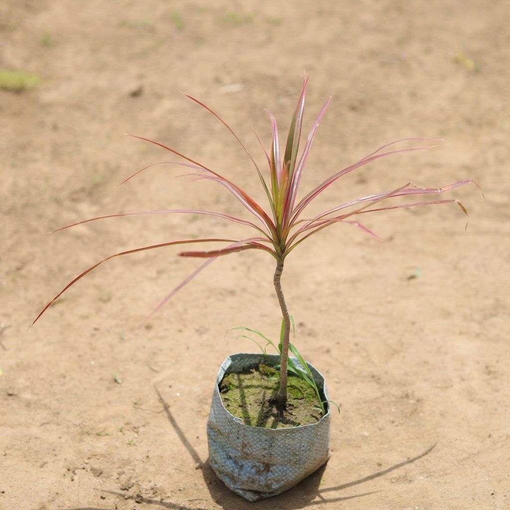 Buy Dracaena colorama in 4 Inch Nursery Bag Online | Urvann.com Dracaena Colorama / Marginata in 4 Inch Nursery Bag
