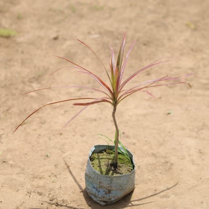 Buy Dracaena colorama in 4 Inch Nursery Bag Online | Urvann.com