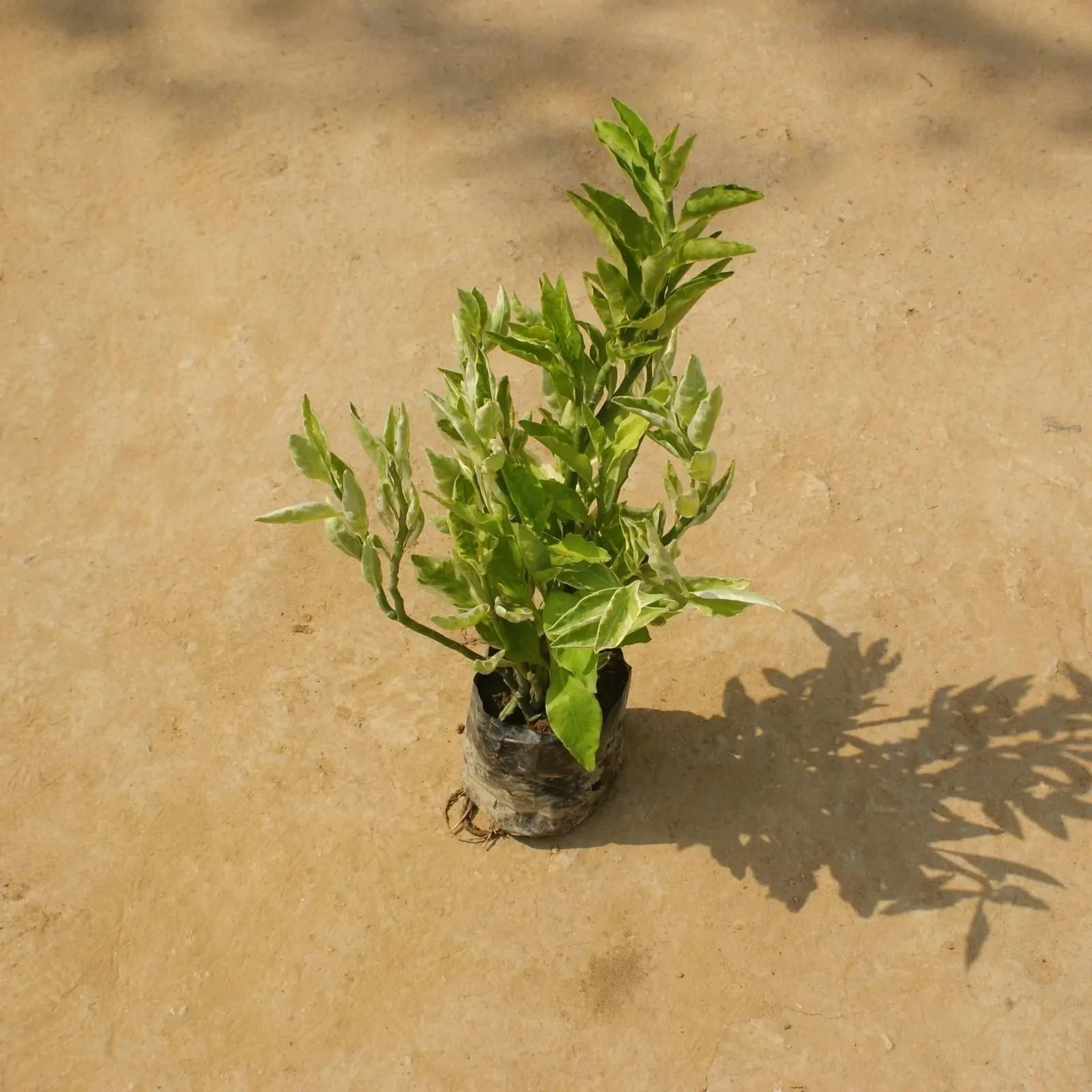 Pedilianthus / Devil's Backbone in 4 Inch Nursery Bag