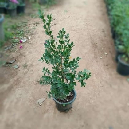 Buy Box wood in 7 Inch Plastic Pot Online | Urvann.com