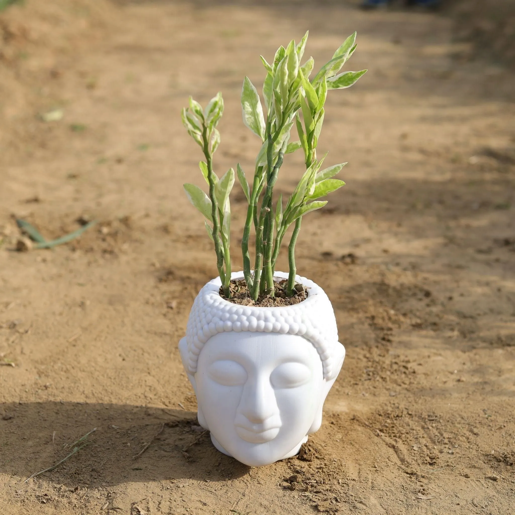 Pedilianthus / Devil's Backbone in 6 Inch Classy White Buddha Designer Plastic Pot