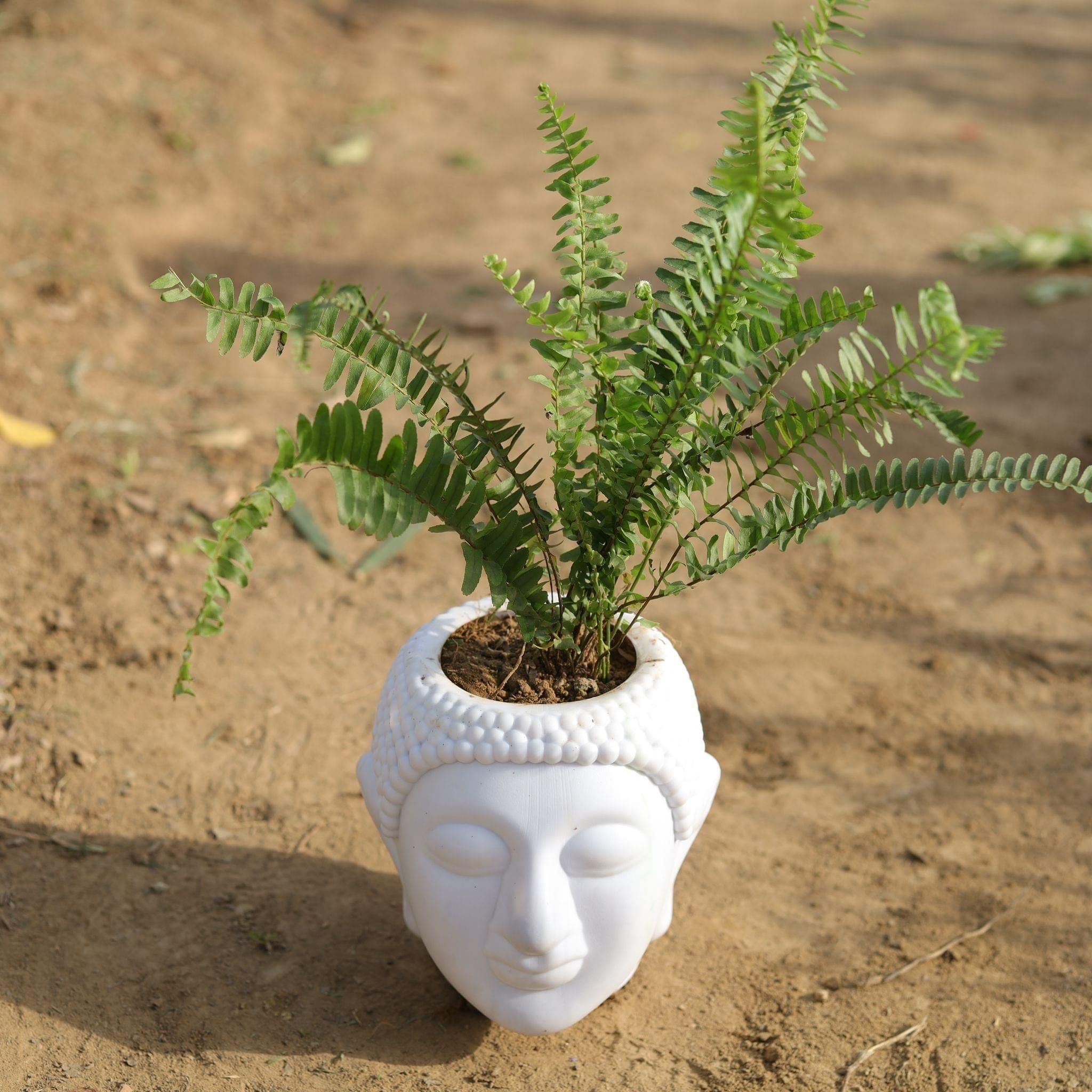 Fern Green in 6 Inch Classy White Buddha Designer Plastic Pot