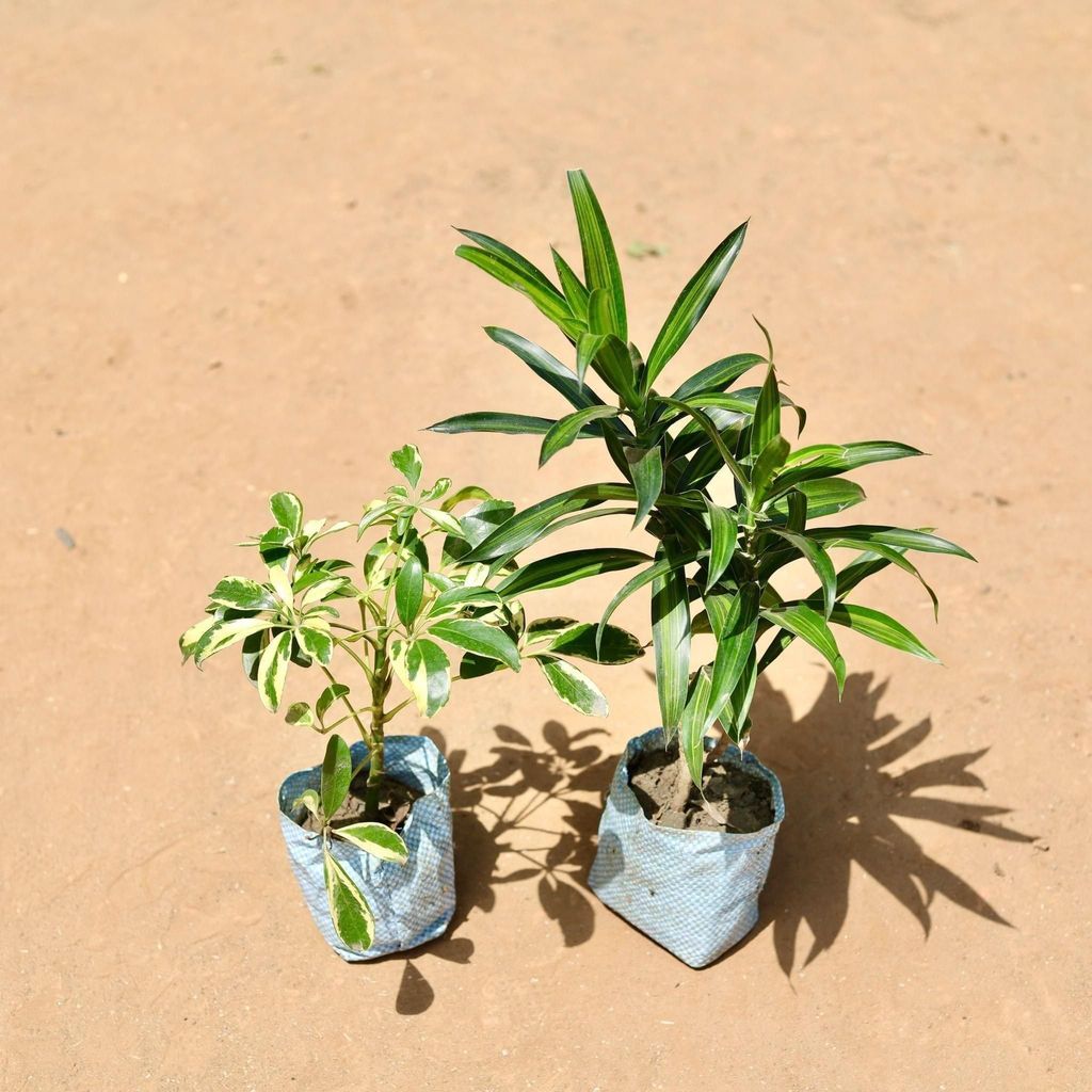 Buy Set Of 2 - Variegated Schefflera & Dracaena Green In 5 Inch Nursery Bag Online | Urvann.com Set Of 2 - Variegated Schefflera & Dracaena Green in 5 Inch Nursery Bag