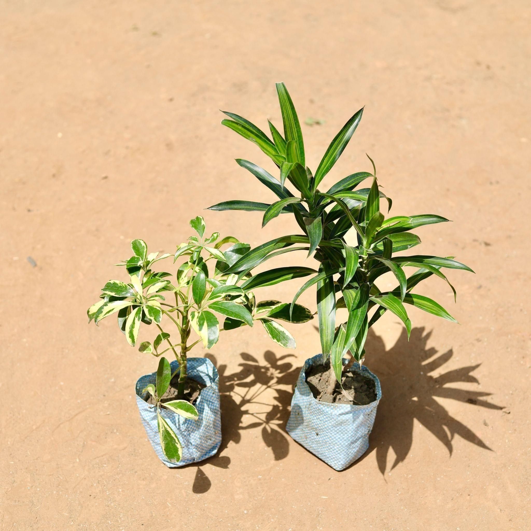 Set Of 2 - Variegated Schefflera & Dracaena Green in 5 Inch Nursery Bag