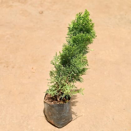 Buy Morpankhi / Thuja Golden In 6 Inch Nursery Bag Online | Urvann.com