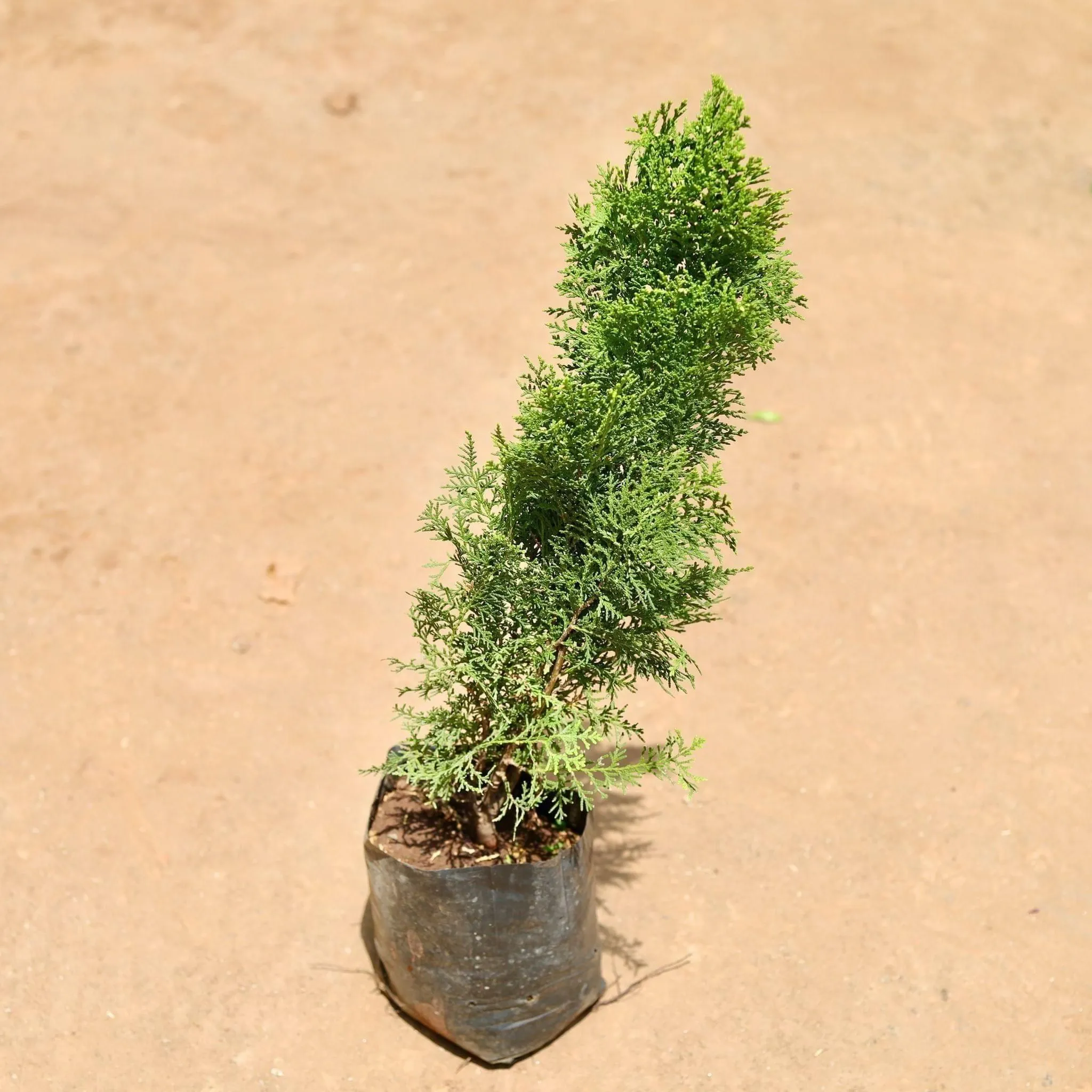 Morpankhi / Thuja Golden in 6 Inch Nursery Bag