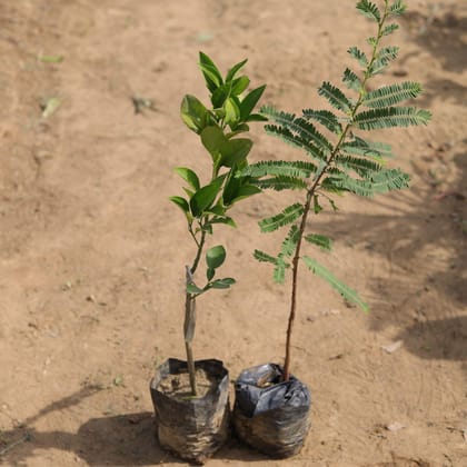 Buy Set of 2 - Mosambi & Amla in 5 Inch Nursery Bag Online | Urvann.com