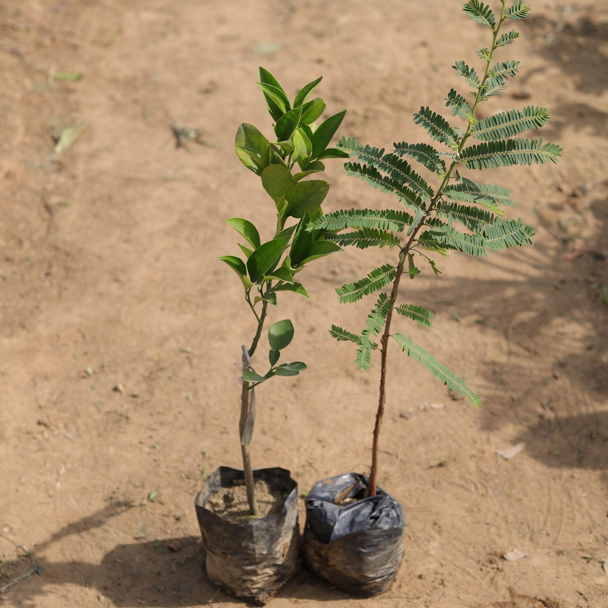 Set of 2 - Mosambi & Amla (~ 1.5-2 Ft) in 5 Inch Nursery Bag