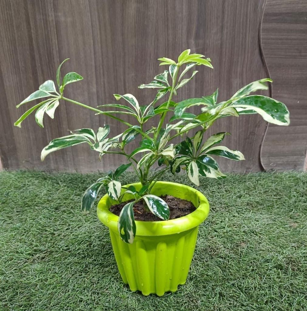 Schefflera Variegated in 6 Inch Nursery Pot