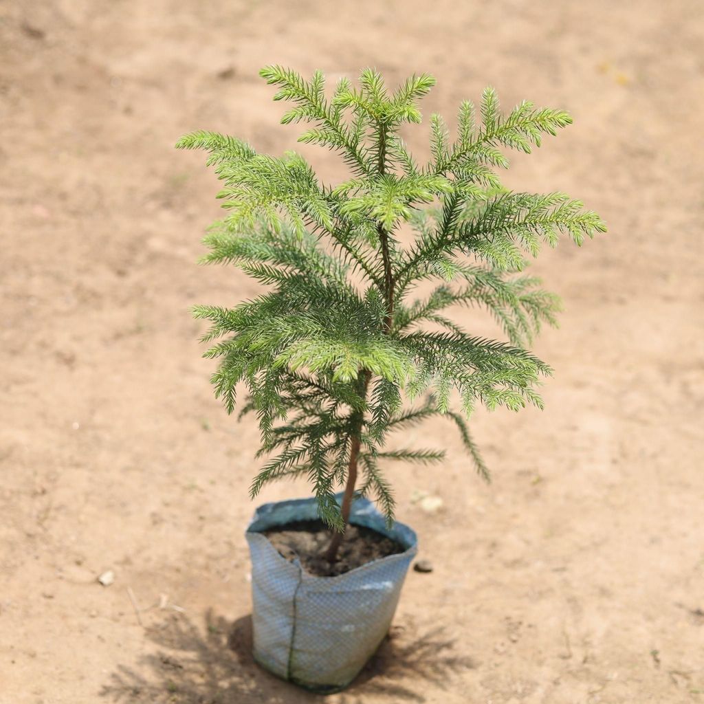 Buy Araucaria / Christmas Tree in 5 Inch Nursery Bag Online | Urvann.com Araucaria / Christmas Tree in 5 Inch Nursery Bag