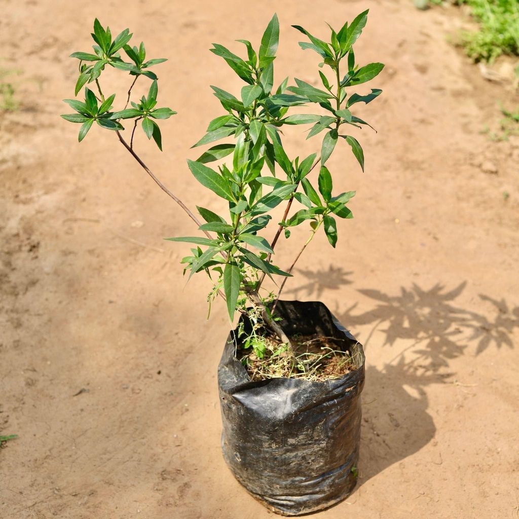 Buy Cono Carpus In 7 Inch Nursery Bag Online | Urvann.com Cono Carpus in 7 Inch Nursery Bag