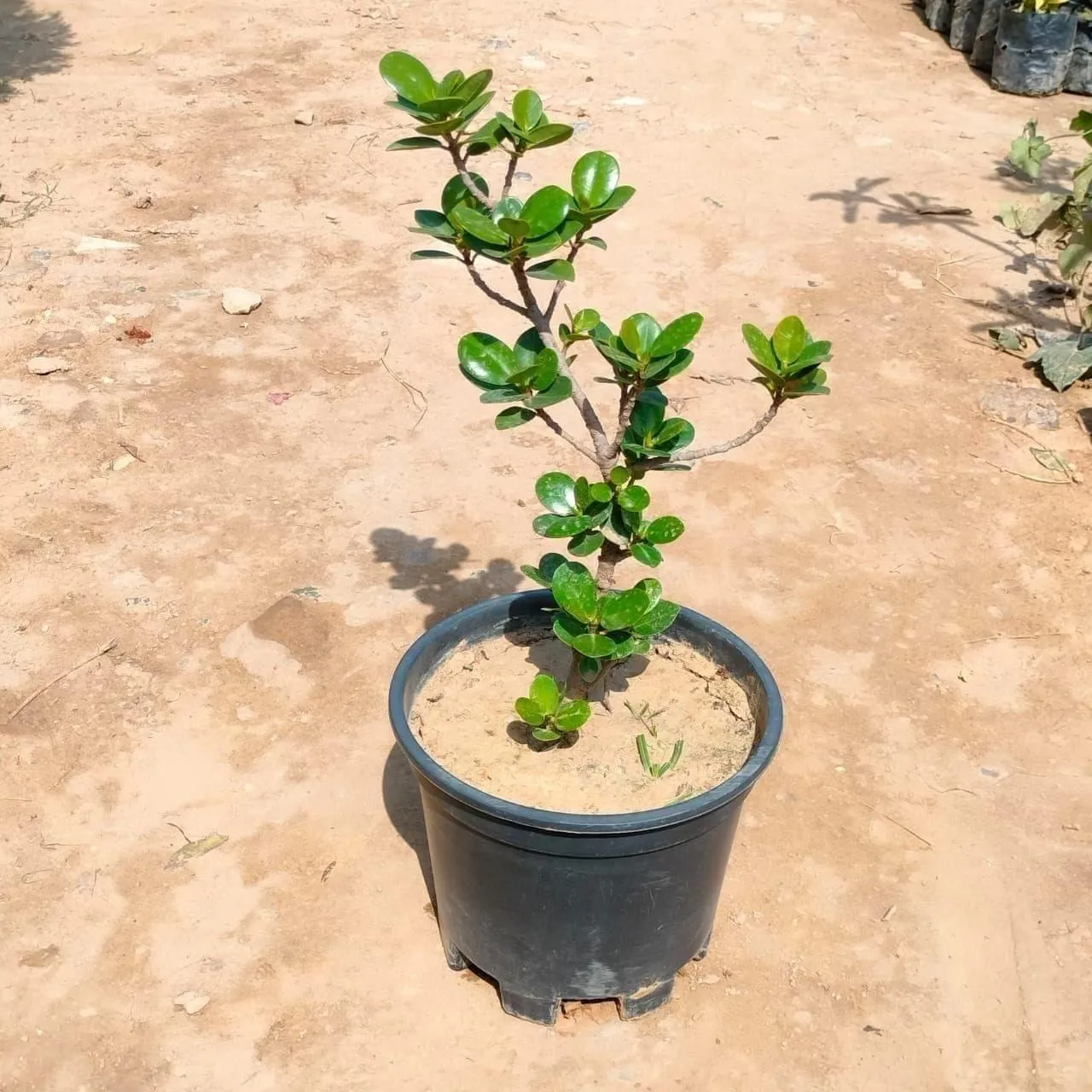 Ficus Island Green in 8 Inch Nursery Pot