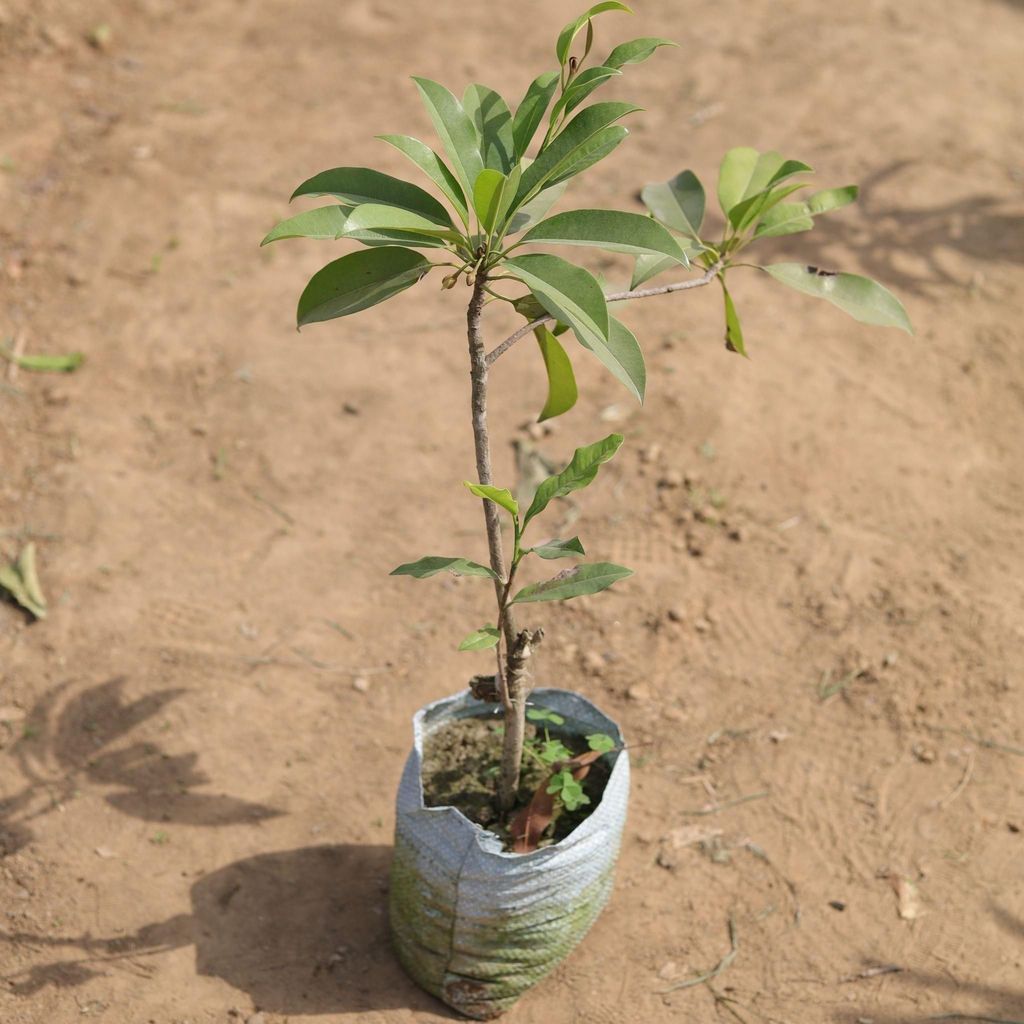Buy Chikku / Chikoo Plant in 5 Inch Nursery Bag Online | Urvann.com Chiku / Chikoo Plant in 5 Inch Nursery Bag