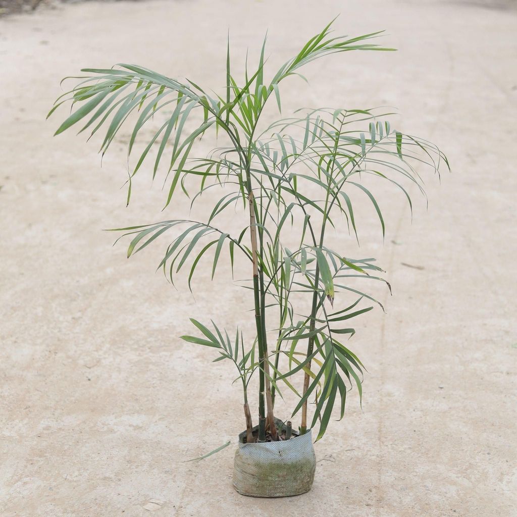 Buy Chikotia Palm in 5 Inch Nursery Bag Online | Urvann.com Chikotia Palm in 5 Inch Nursery Bag