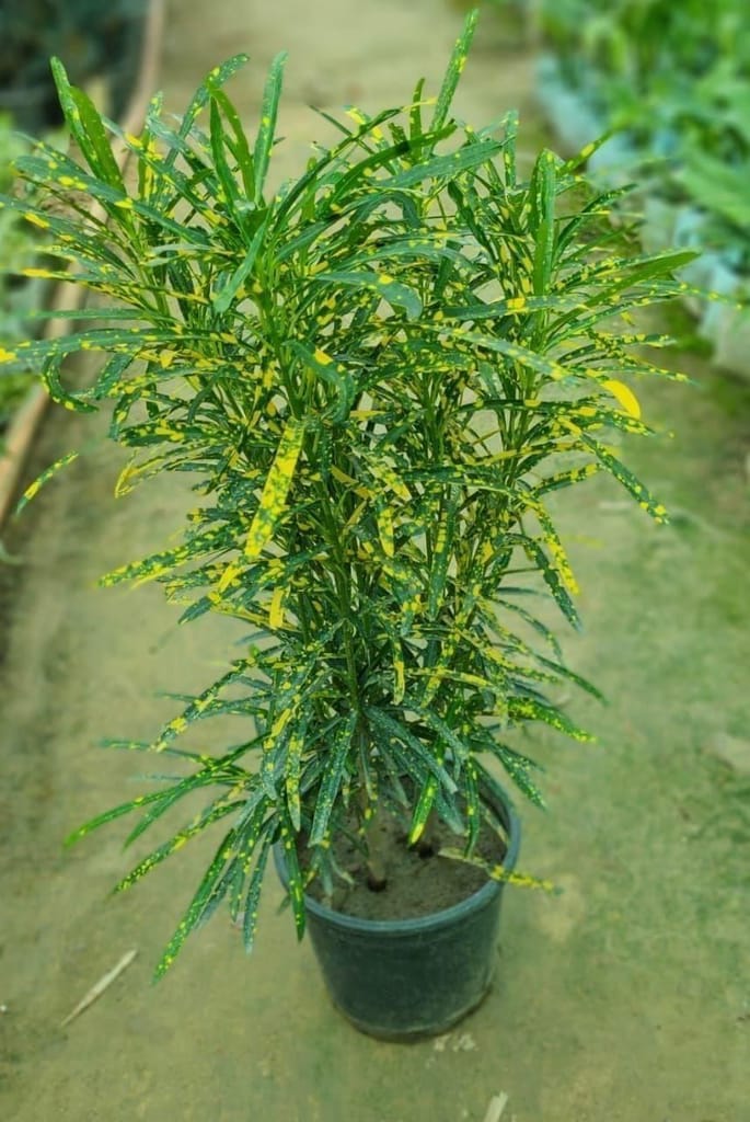 Chironji Croton in 6 Inch Nursery Pot