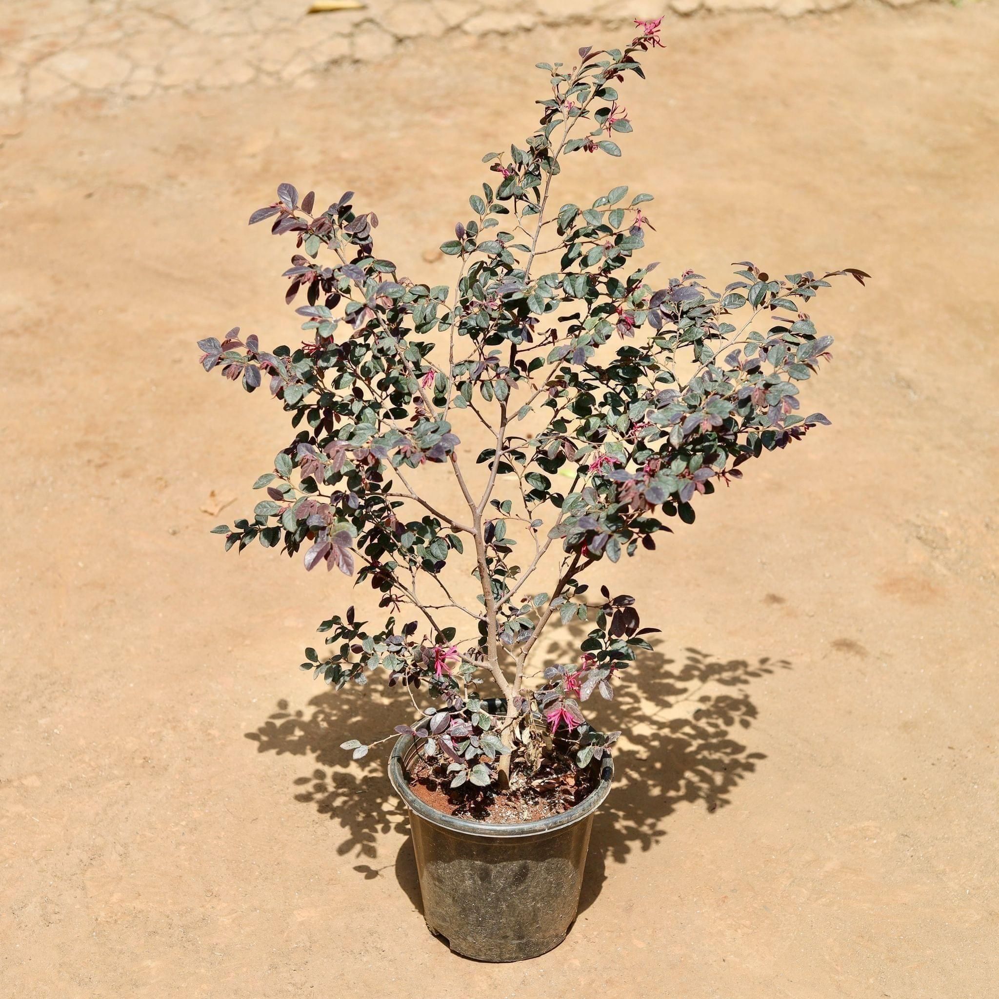 Loropetlum (~ 1.5 Ft) in 8 Inch Nursery Pot