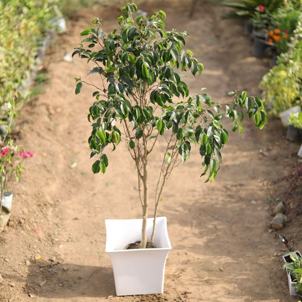 Buy Ficus black in 12 Inch Classy White Square Plastic Pot Online | Urvann.com Ficus black in 12 Inch Classy White Square Plastic Pot