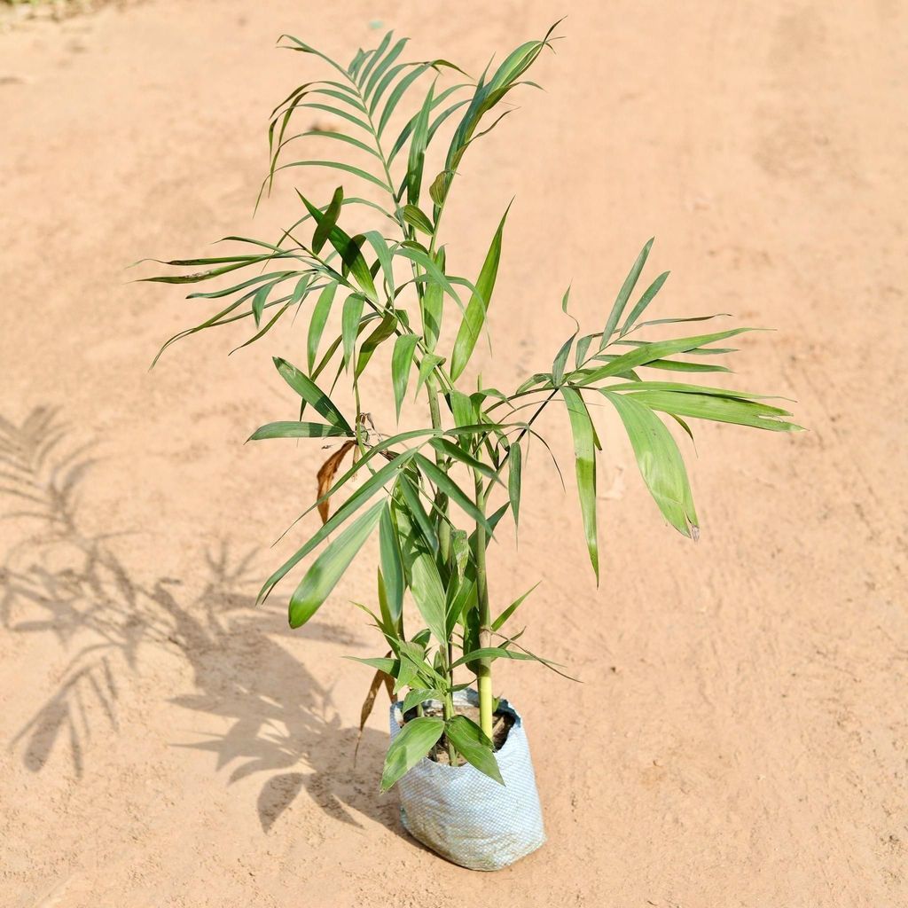 Buy Chikotia Palm In 7 Inch Nursery Bag Online | Urvann.com Chikotia Palm in 7 Inch Nursery Bag