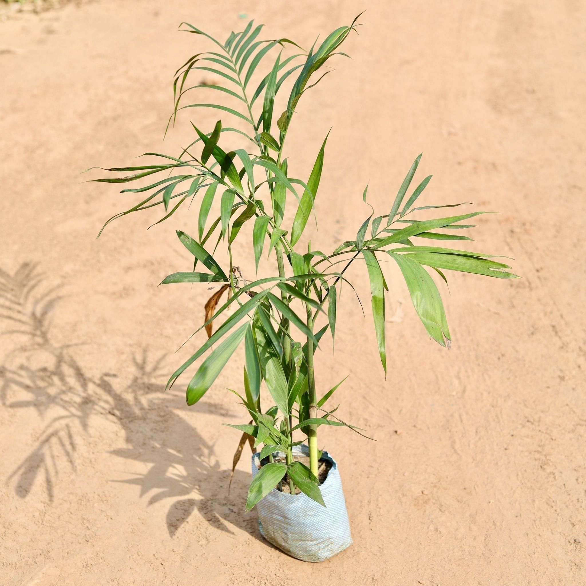 Chikotia Palm in 7 Inch Nursery Bag
