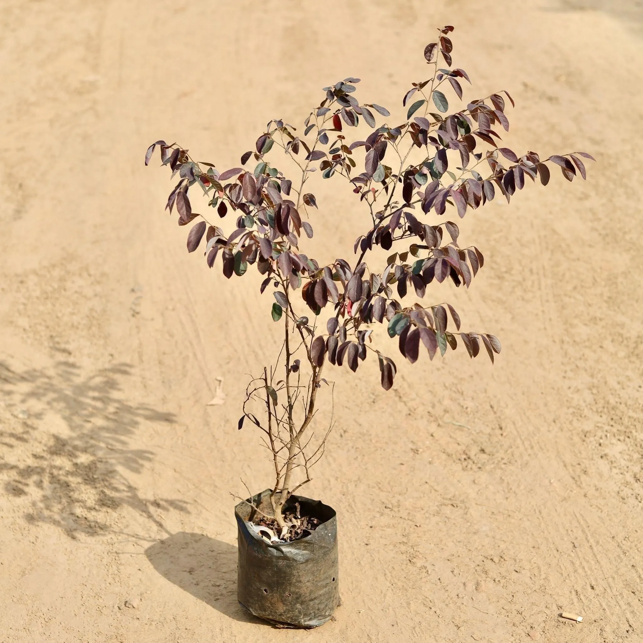 Loro Petlum in 7 Inch Nursery Bag