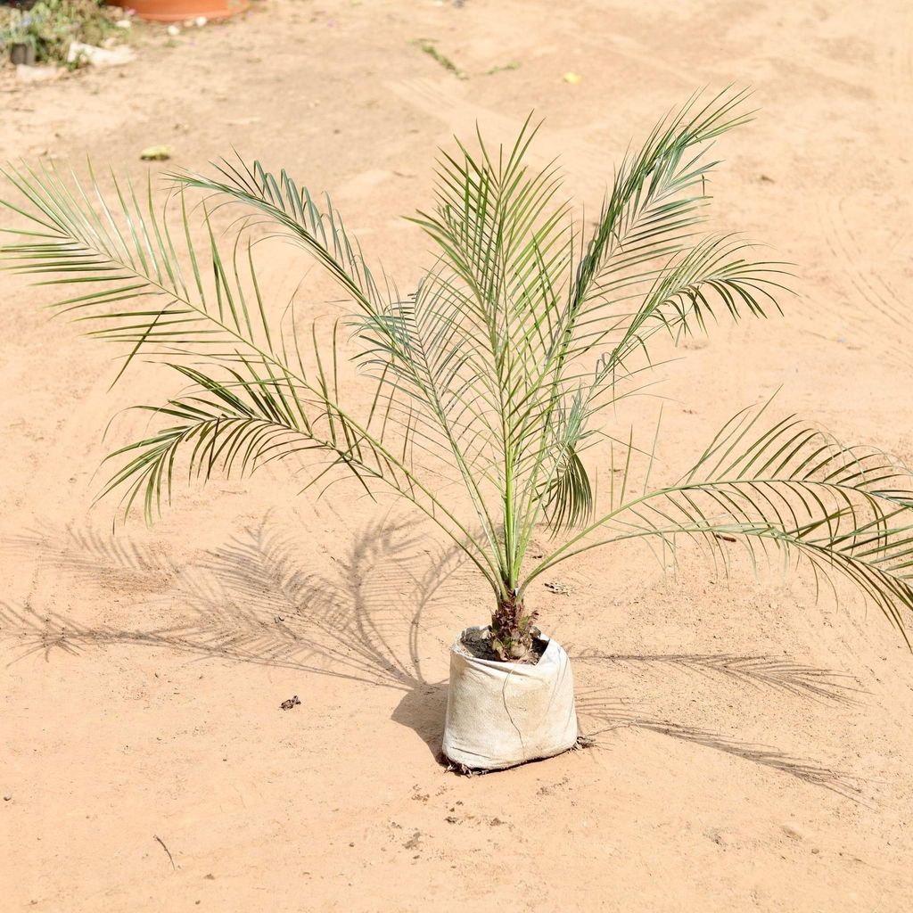 Buy Phoenix Palm In 7 Inch Nursery Bag Online | Urvann.com Phoenix Palm in 7 Inch Nursery Bag