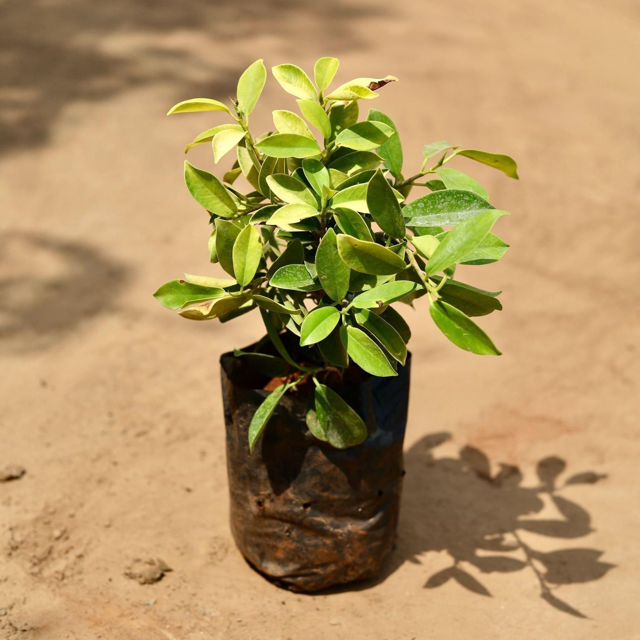 Ficus Panda in 7 Inch Nursery Bag