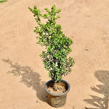 Buy Boxwood / Buxus In 7 Inch Plastic Pot Online | Urvann.com