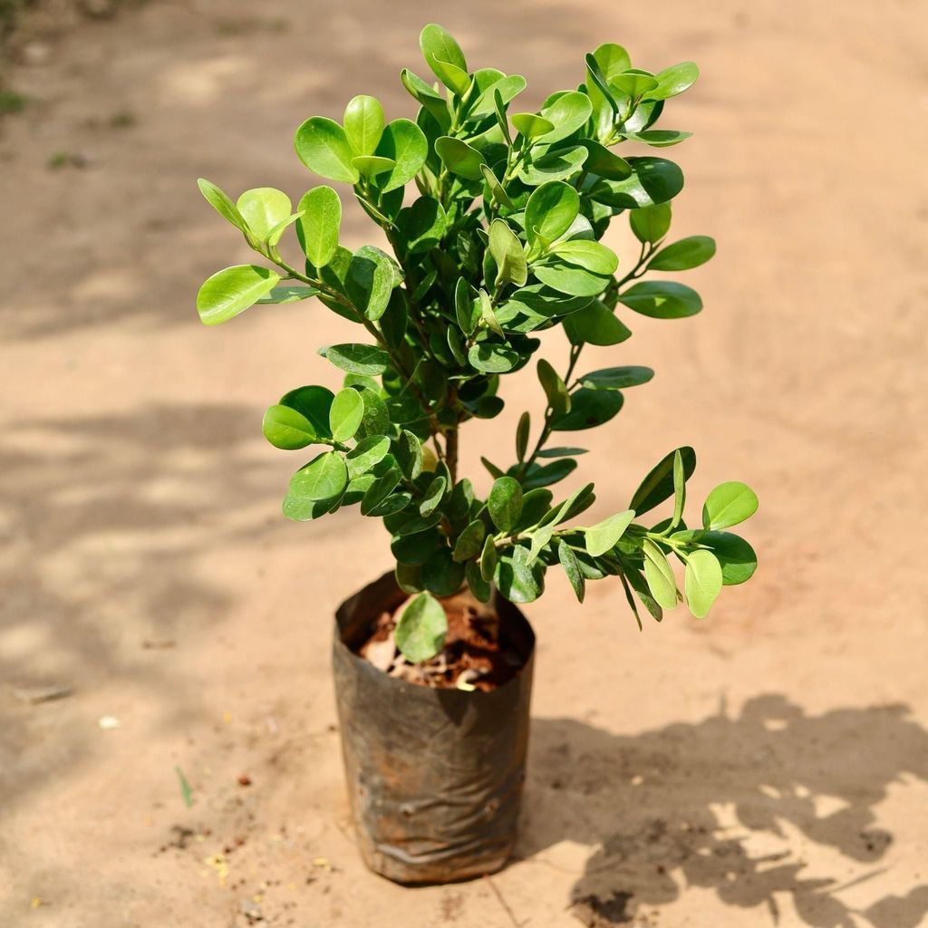 Buy Ficus Moclaim In 7 Inch Nursery Bag Online | Urvann.com Ficus Moclaim in 7 Inch Nursery Bag