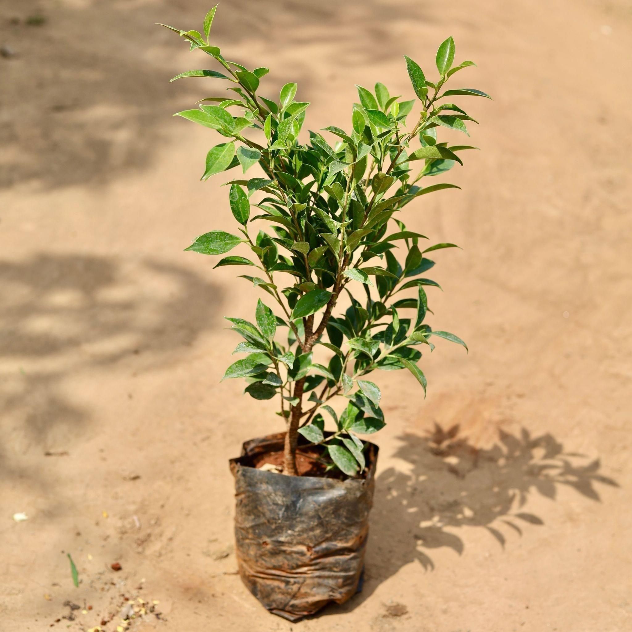 Ficus Green in 7 Inch Nursery Bag