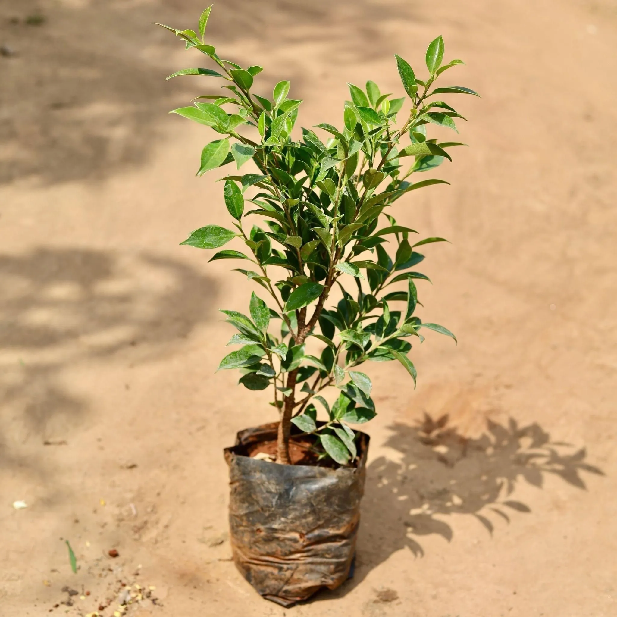 Ficus Green in 7 Inch Nursery Bag