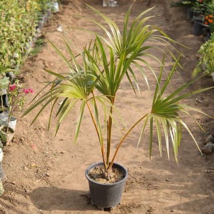 Buy Sago Palm in 10 Inch Plastic Pot Online | Urvann.com