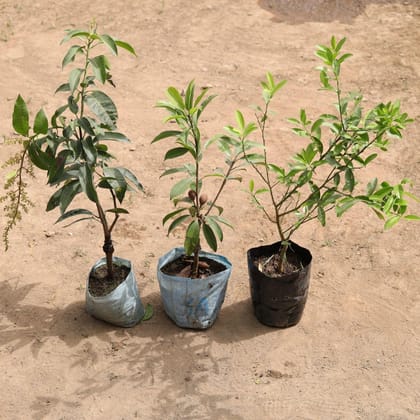 Buy Set of 3 - Mango, Chiku & Lemon in 7 Inch Nursery Bag Online | Urvann.com