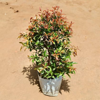 Buy Syzygium In 12 Inch Nursery Bag Online | Urvann.com