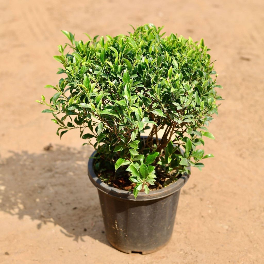 Buy Ficus Green In 12 Inch Plastic Pot Online | Urvann.com Ficus Green in 12 Inch Nursery Pot