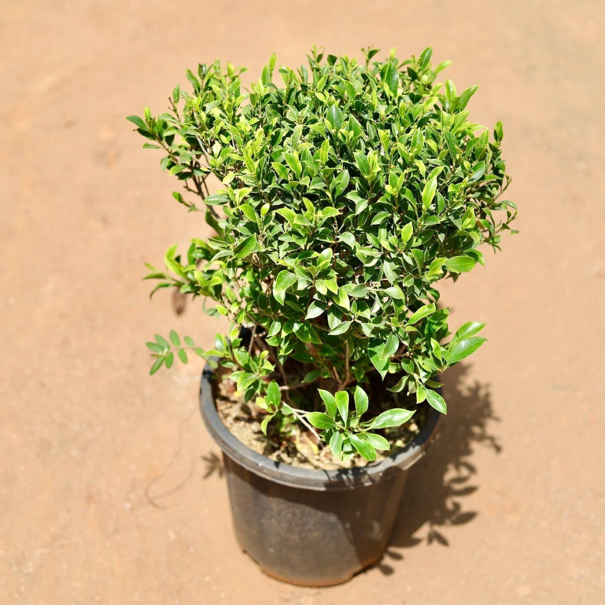 Ficus Mini Leaves in 14 Inch Nursery Pot