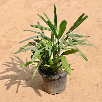 Buy Raphis Palm In 10 Inch Plastic Pot Online | Urvann.com