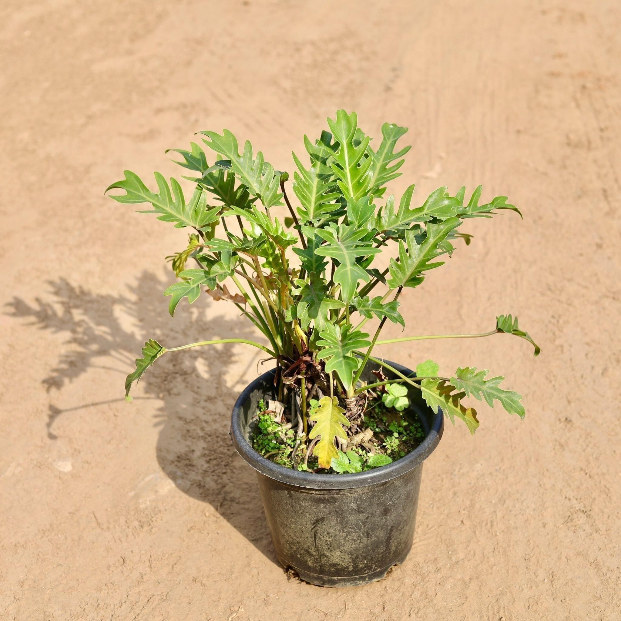 Xanadu Green in 10 Inch Nursery Pot