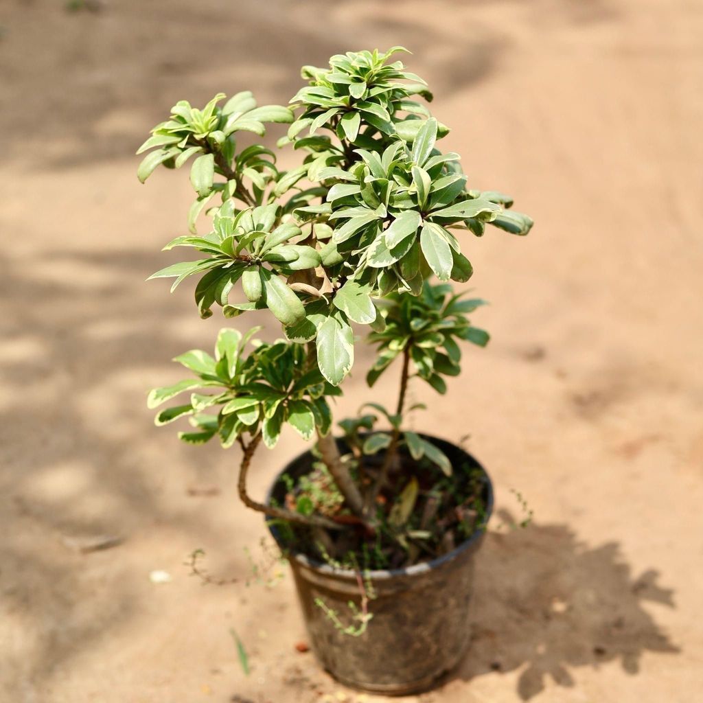 Buy Pittospourm Tobera Varigated In 8 Inch Plastic Pot | Urvann.com Pittospourm Tobera Varigated in 8 Inch Nursery Pot