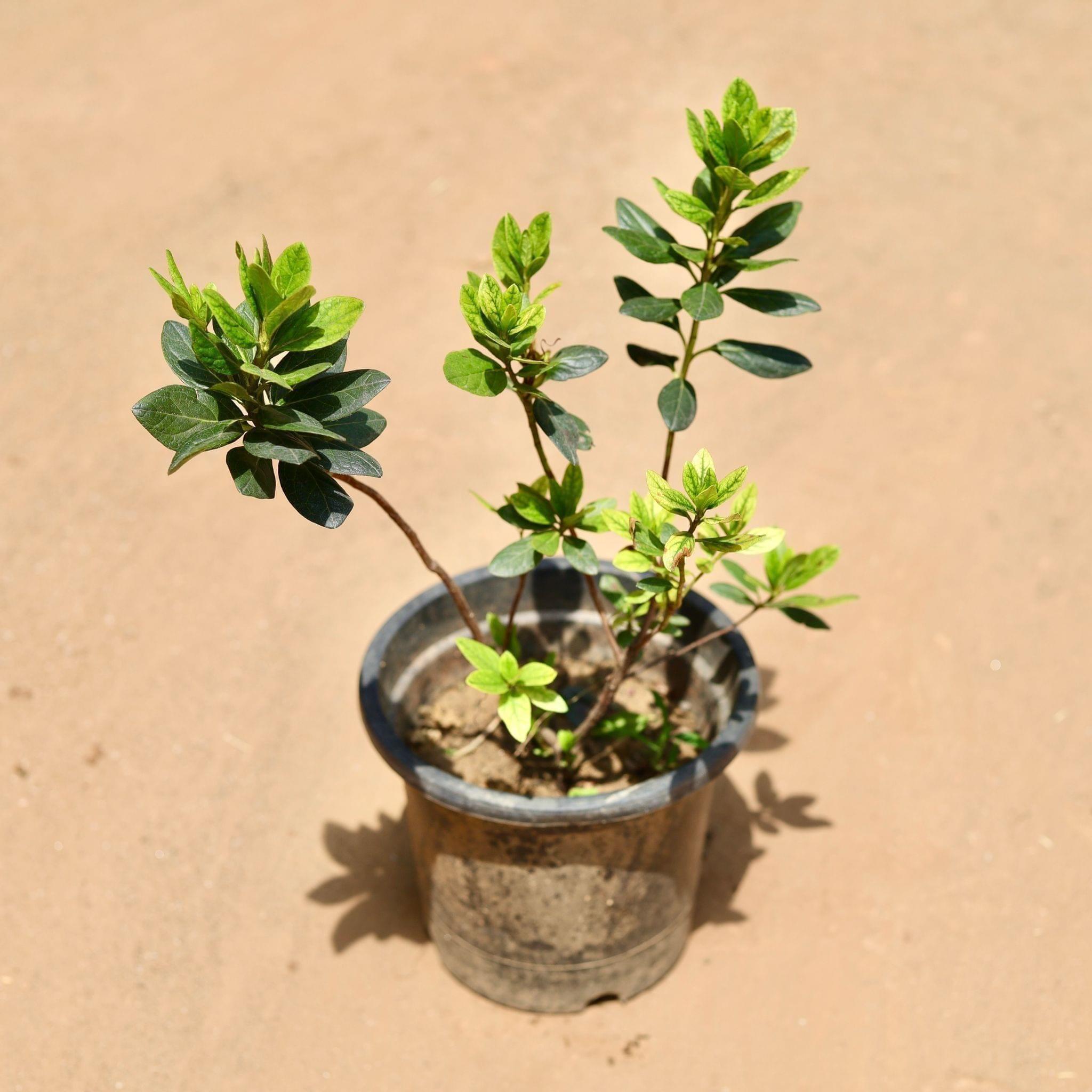 Azalia (Any Colour) in 8 Inch Nursery Pot
