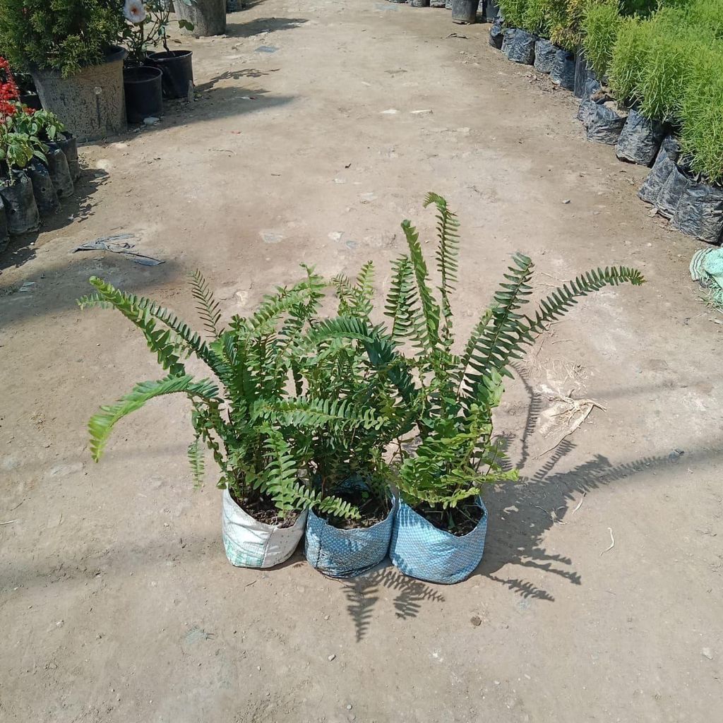 Buy Set of 3 - Green Fern in 4 Inch Nursery Bag Online | Urvann.com Set of 3 - Green Fern in 4 Inch Nursery Bag