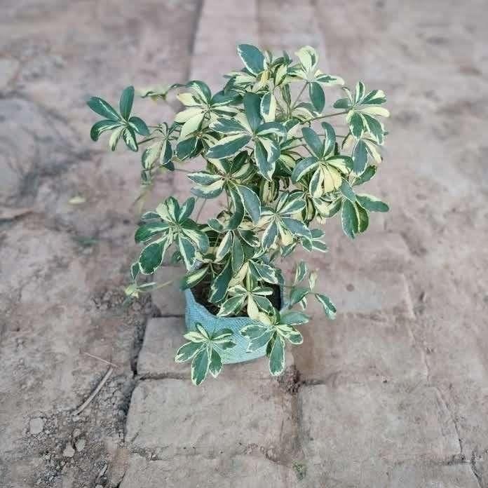Buy Schefflera Variegated in 6 Inch Nursery Bag Online | Urvann.com Schefflera Variegated in 6 Inch Nursery Bag